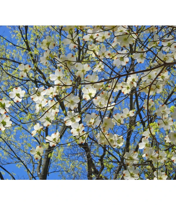 Blumen-Hartriegel 1 Blumen-Hartriegel