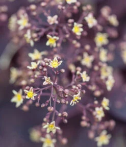 Perückenstrauch 'Royal Purple' -Deutschland Genussgarten Verkaufs-Shop 7149503 PR DE 001 CotinusCoggygriaRoyalPurpleLuckner2014