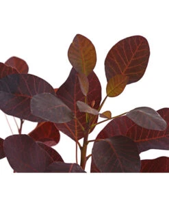 Perückenstrauch 'Royal Purple' -Deutschland Genussgarten Verkaufs-Shop 7149503 WE DE 001 PerueckenstrauchCotinusRoyalPurple3LiterDehnerExpressHerzig