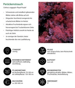 Perückenstrauch 'Royal Purple' -Deutschland Genussgarten Verkaufs-Shop 7149503 WE IG 001 Perueckenstrauch
