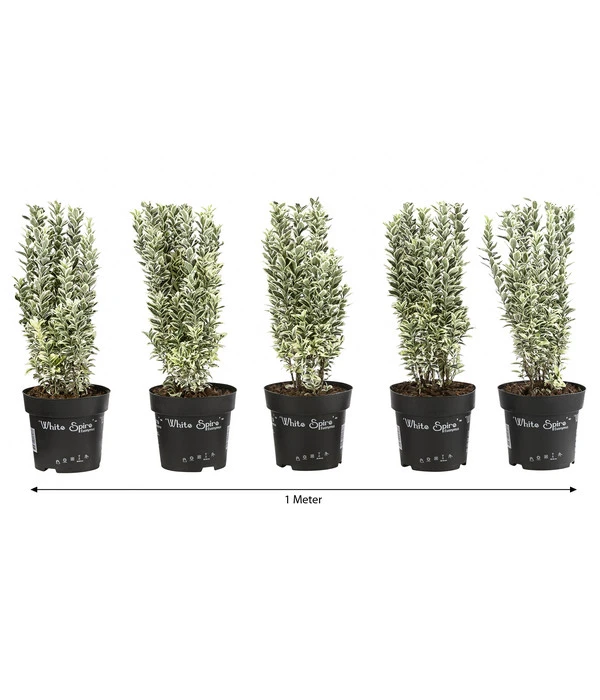 1 Meter Spindelstrauch 'White Spire', 5 X Ca. 40-45 Cm 1 1 Meter Spindelstrauch 'White Spire', 5 X Ca. 40-45 Cm