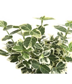 Kriech-Spindelstrauch 'Emerald Gaiety' 7 Kriech-Spindelstrauch 'Emerald Gaiety' -Deutschland Genussgarten Verkaufs-Shop 7177512 WE DE 003 EuonymusSpindelstrauchFortuneiEmeraldGaiety9CDehnerExpressHerzig