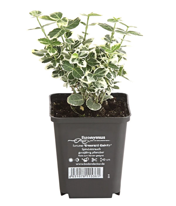 Kriech-Spindelstrauch 'Emerald Gaiety' 2 Kriech-Spindelstrauch 'Emerald Gaiety' – Bild 2