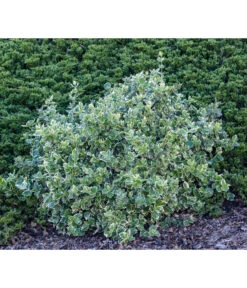 Kriech-Spindelstrauch 'Emerald Gaiety' 6 Kriech-Spindelstrauch 'Emerald Gaiety' -Deutschland Genussgarten Verkaufs-Shop 7177512 WE MO 003 EuonymusSpindelstrauch