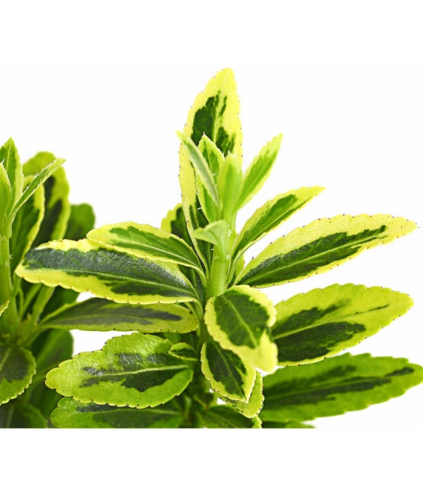 Kleinblättriger Kriech-Spindelstrauch 'Microphyllus Aureovariegatus' 2 Kleinblättriger Kriech-Spindelstrauch 'Microphyllus Aureovariegatus' – Bild 2