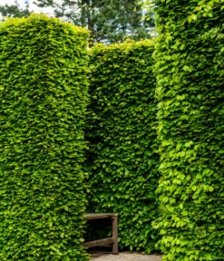 15 Meter Rotbuche, 60 X Ca. 125-150 Cm -Deutschland Genussgarten Verkaufs-Shop 7185093 WE MO 002 RotbucheFagusSylvatica