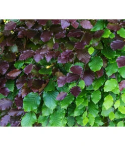 10 Meter Blutbuche ‘Purpurea‘, 50 X 100-125 Cm 7 10 Meter Blutbuche ‘Purpurea‘, 50 X 100-125 Cm -Deutschland Genussgarten Verkaufs-Shop 7185523 WE DE 001 FagusSylvaticaPurpureaRot