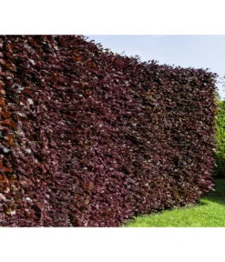 10 Meter Blutbuche ‘Purpurea‘, 50 X 100-125 Cm 6 10 Meter Blutbuche ‘Purpurea‘, 50 X 100-125 Cm -Deutschland Genussgarten Verkaufs-Shop 7185523 WE MO 001 FagusSylvaticaPurpureaLuckner