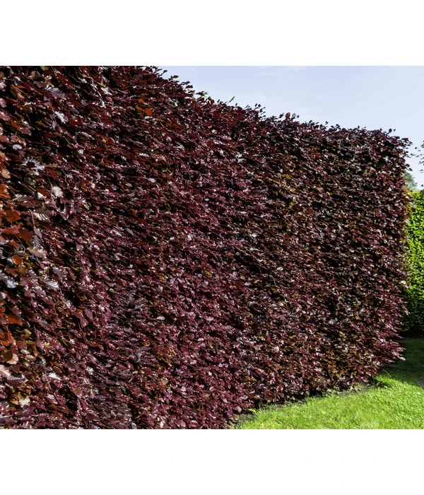 10 Meter Blutbuche ‘Purpurea‘, 50 X 100-125 Cm 3 10 Meter Blutbuche ‘Purpurea‘, 50 X 100-125 Cm – Bild 3