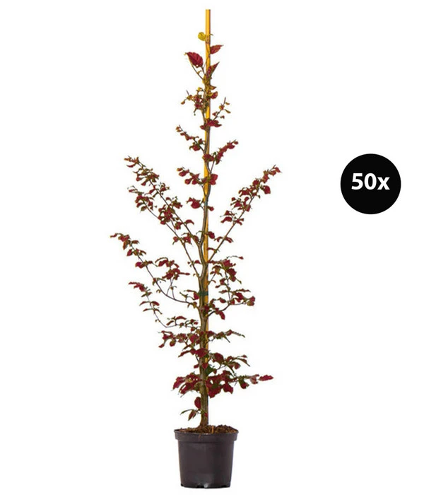 10 Meter Blutbuche ‘Purpurea‘, 50 X 100-125 Cm 1 10 Meter Blutbuche ‘Purpurea‘, 50 X 100-125 Cm