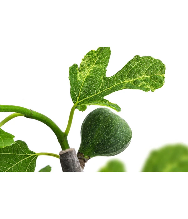 Bornholmfeige 3 Bornholmfeige – Bild 3