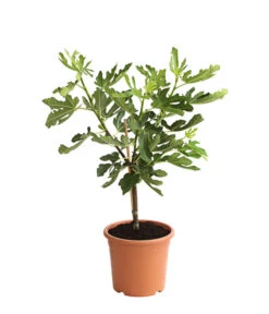 Feige 'Pfälzer Fruchtfeige' 3 Feige 'Pfälzer Fruchtfeige' -Deutschland Genussgarten Verkaufs-Shop 7186448 PR FS 001 FicusCaricaFeigePfaelzerStamm7LDehnerExpressHerzig