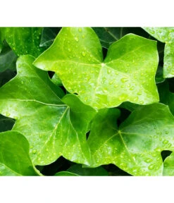 Irischer Efeu - Großblättriger Efeu -Deutschland Genussgarten Verkaufs-Shop 7209539 WE MO 011 EfeuHibernicaPixabay