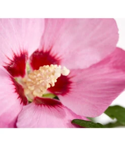 Hibiskus - Garten-Eibisch, Stämmchen