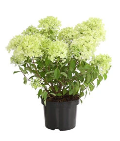 Rispen-Hortensie 'Magical Candle' 3 Rispen-Hortensie 'Magical Candle' -Deutschland Genussgarten Verkaufs-Shop 7219645 PR FS 001 HortensieHydrangeaMagicalCandle5LDehnerExpressHerzig