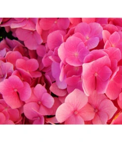 Schneeball-Hortensie 'Pink Annabelle®' -Deutschland Genussgarten Verkaufs-Shop 7223878 HydrangeaHortensiePinkAnnabelle Pixabay