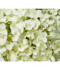 Schneeball-Hortensie 'Strong Annabelle®' 6 Schneeball-Hortensie 'Strong Annabelle®' -Deutschland Genussgarten Verkaufs-Shop 7223886 WE DE 001 HortensieHydrangeaStrongAnabelle Pixabay