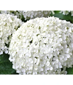 Schneeball-Hortensie 'Strong Annabelle®' 7 Schneeball-Hortensie 'Strong Annabelle®' -Deutschland Genussgarten Verkaufs-Shop 7223886 WE DE 002 HortensieHydrangeaStrongAnabelle Pixabay