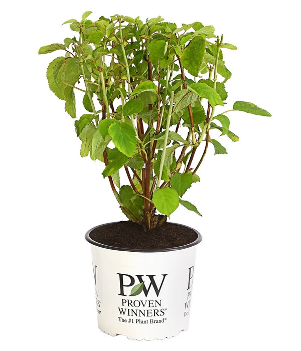 Schneeball-Hortensie 'Strong Annabelle®' 2 Schneeball-Hortensie 'Strong Annabelle®' – Bild 2