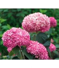 Schneeball-Hortensie 'Pink Annabelle®'