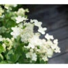 Rispen-Hortensie 'Prim White'