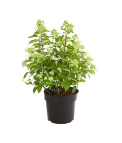 Rispen-Hortensie 'Prim White' -Deutschland Genussgarten Verkaufs-Shop 7223985 PR FS 001 HydrangeaPaniculataPrimWhiteDehnerExpressHerzig