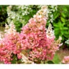 Rispen-Hortensie 'Pinky Winky'