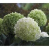 Schneeball-Hortensie 'Strong Annabelle®'