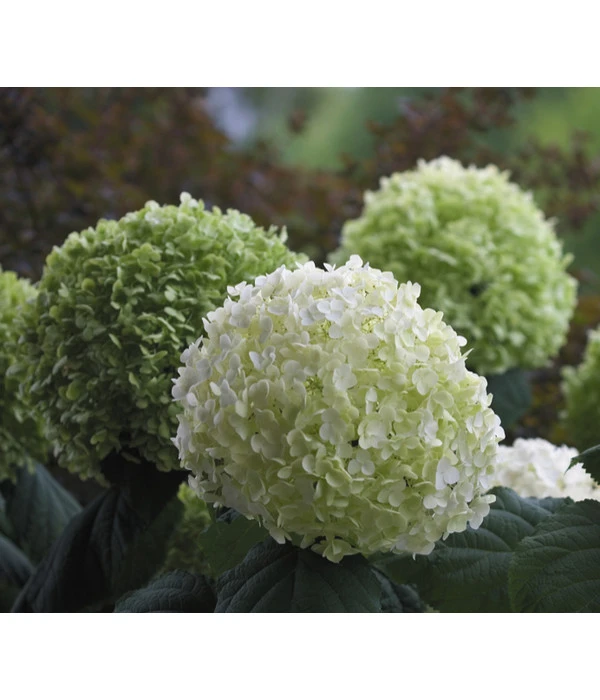Schneeball-Hortensie 'Strong Annabelle®' 1 Schneeball-Hortensie 'Strong Annabelle®'