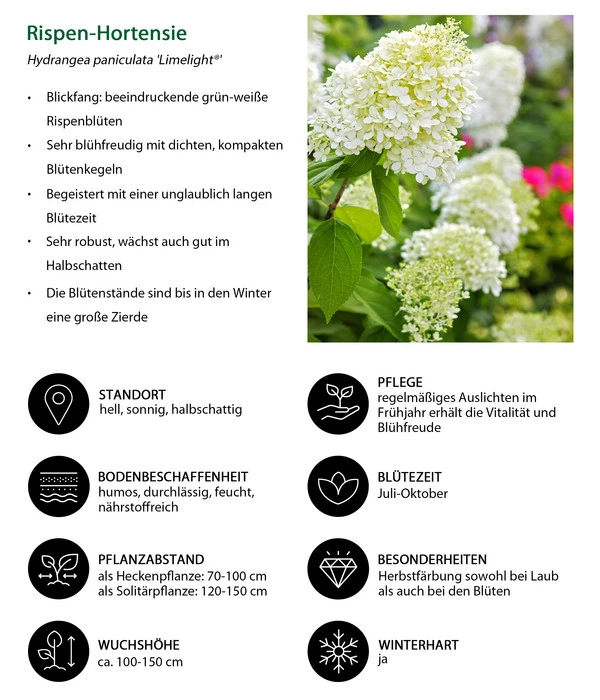 Rispen-Hortensie 'Limelight®' 6 Rispen-Hortensie 'Limelight®' – Bild 6