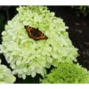 Rispen-Hortensie 'Limelight®'