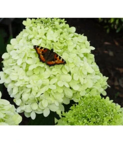 Rispen-Hortensie 'Limelight®'