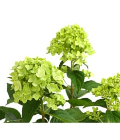 Rispen-Hortensie 'Limelight®' 13 Rispen-Hortensie 'Limelight®' -Deutschland Genussgarten Verkaufs-Shop 7224322 WE DE 001 HydrangeaRispenhortensieLimelight3LDehnerExpressHerzig
