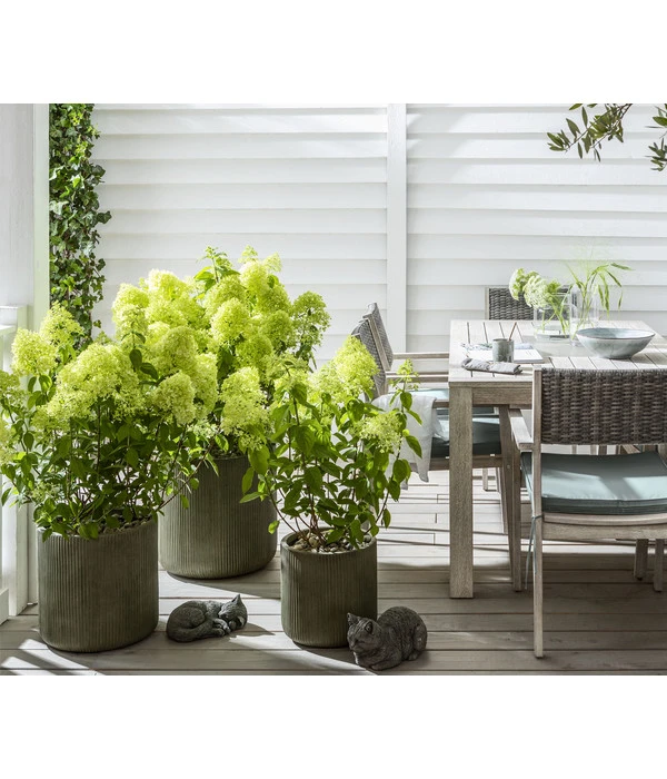 Rispen-Hortensie 'Limelight®' 5 Rispen-Hortensie 'Limelight®' – Bild 5