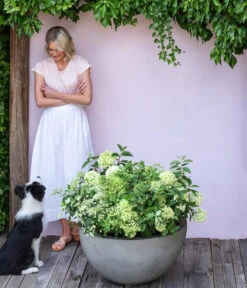 Rispen-Hortensie 'Limelight®' 9 Rispen-Hortensie 'Limelight®' -Deutschland Genussgarten Verkaufs-Shop 7224322 WE MO 001 PaniculataRispenhortensie Hortensie