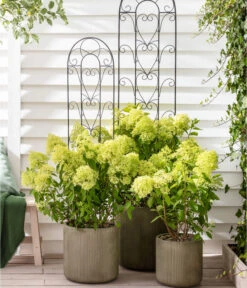 Rispen-Hortensie 'Limelight®' 10 Rispen-Hortensie 'Limelight®' -Deutschland Genussgarten Verkaufs-Shop 7224322 WE MO 011 HydrangeaLimelight