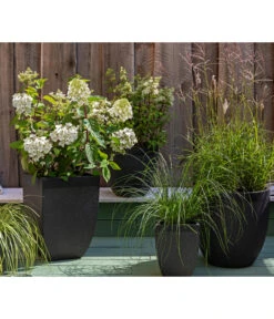 Rotstielige Rispen-Hortensie -Deutschland Genussgarten Verkaufs-Shop 7225089 WE MO 002 Hortensien GC11 2020