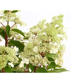 Rotstielige Rispen-Hortensie -Deutschland Genussgarten Verkaufs-Shop 7225550 PR DE 001 HortensieHydrangeaComtesseBlanche5LDehnerExpressHerzig