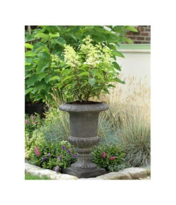 Rotstielige Rispen-Hortensie -Deutschland Genussgarten Verkaufs-Shop 7225550 PR MO 001 RispenhortensieHydrangeaPaniculataComtesseBlanche5LHerzig mood gruen katalog 2367