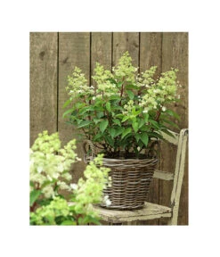 Rotstielige Rispen-Hortensie -Deutschland Genussgarten Verkaufs-Shop 7225550 PR MO 002 RispenhortensieHydrangeaPaniculataComtesseBlanche5Lherzig mood gruen katalog 2369