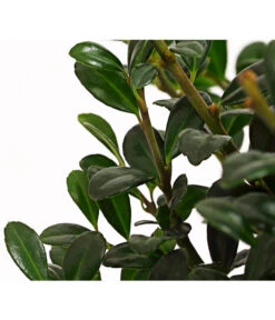 Japanische Stechpalme, Kugel 5 Japanische Stechpalme, Kugel -Deutschland Genussgarten Verkaufs-Shop 7233414 WE DE 001 IlexCrenataKugel9CDehnerExpressHerzig