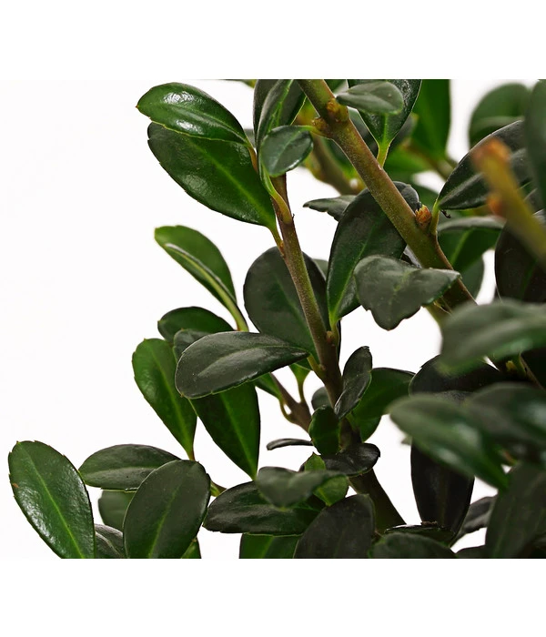 Japanische Stechpalme, Kugel 2 Japanische Stechpalme, Kugel – Bild 2