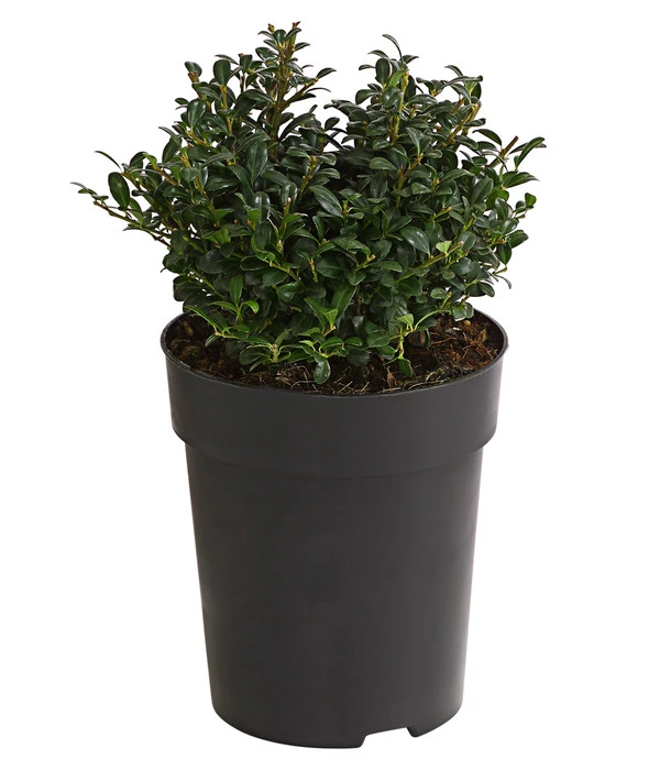 Japanische Stechpalme, Kugel 1 Japanische Stechpalme, Kugel