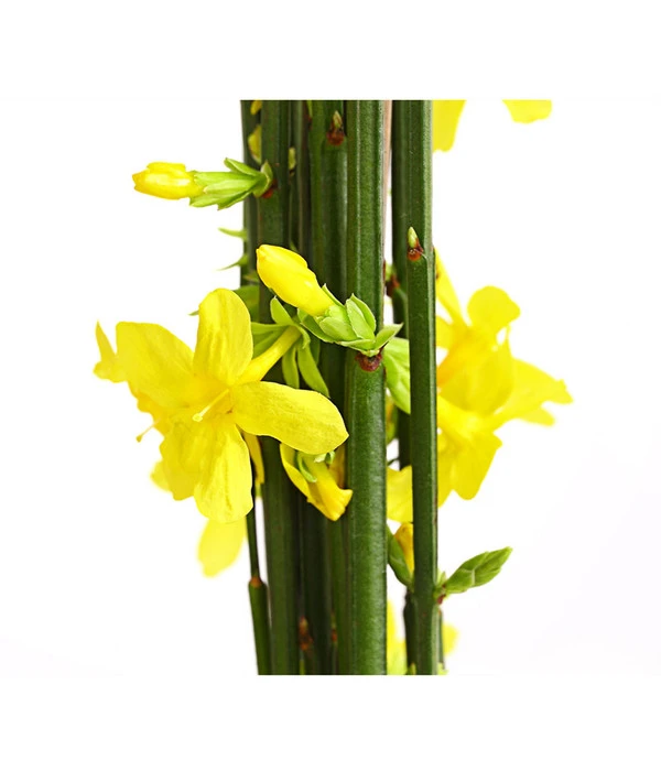 Winter-Jasmin 2 Winter-Jasmin – Bild 2