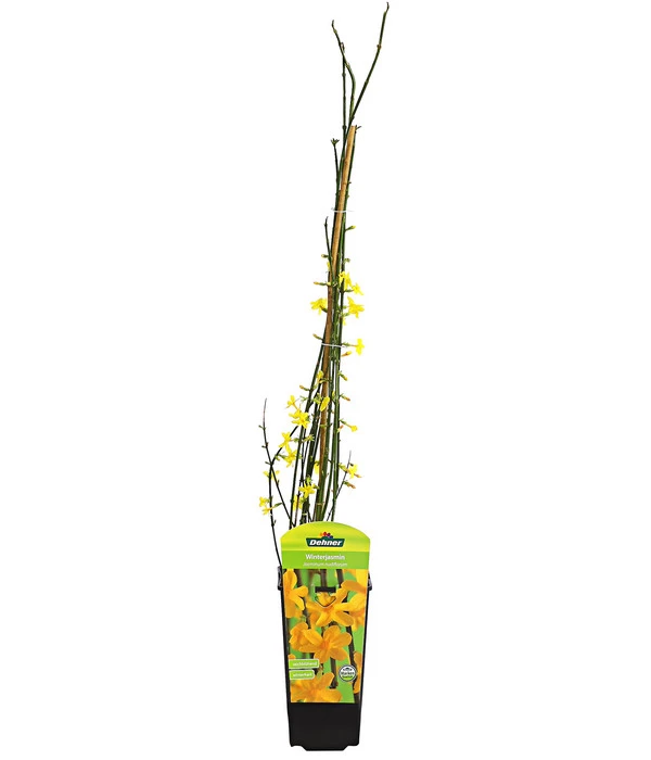 Winter-Jasmin 1 Winter-Jasmin