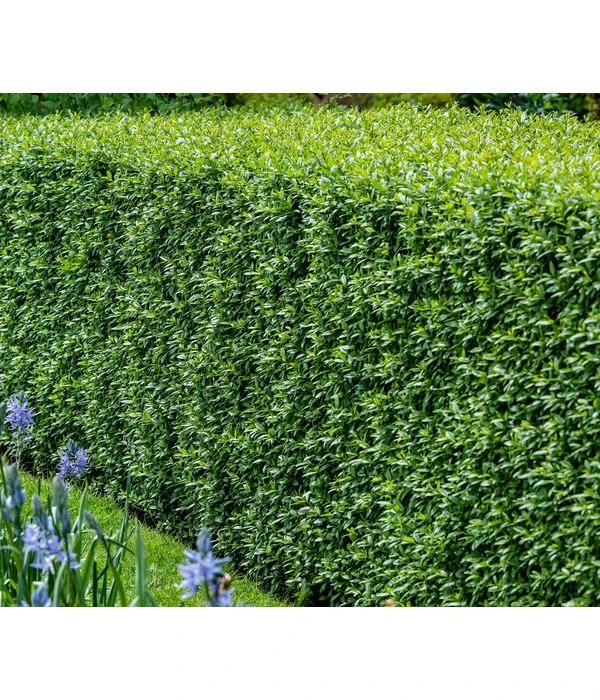 5 Meter Gemeiner Liguster, 15 X Ca. 100-150 Cm 2 5 Meter Gemeiner Liguster, 15 X Ca. 100-150 Cm – Bild 2