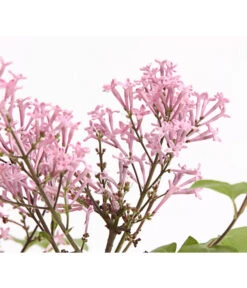 Chinesischer Zwerg-Flieder 'Palibin' -Deutschland Genussgarten Verkaufs-Shop 7274061 PR DE 001 SyringaFliederMeyeriPalibin3LDehnerExpressHerzig