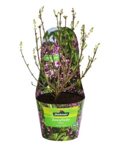 Chinesischer Zwerg-Flieder 'Palibin' -Deutschland Genussgarten Verkaufs-Shop 7274061 WE FS 001 SyringaMeyeriPalibinZwergDuftflieder3