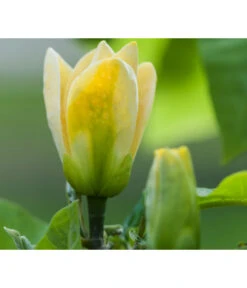 Duft-Magnolie 'Yellow Bird' -Deutschland Genussgarten Verkaufs-Shop 7275860 PR DE 001 MagnoliaYellowBirdLucknerRet