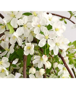 Hänge-Zier-Apfel 'Fontana', Stämmchen -Deutschland Genussgarten Verkaufs-Shop 7282213 WE DE 001 MalusZierapfelFontana5LStammDehnerExpressHerzig